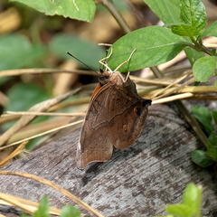 Doleschallia bisaltide