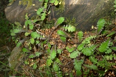 Leptinella squalida