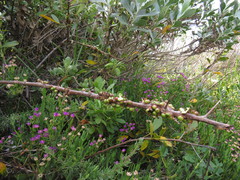 Searsia laevigata laevigata
