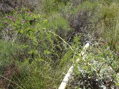 Asparagus multiflorus