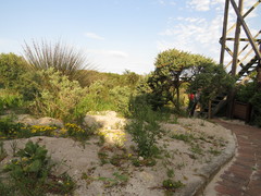 Steirodiscus tagetes