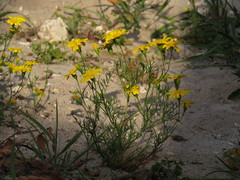 Steirodiscus tagetes