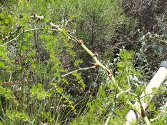 Asparagus multiflorus