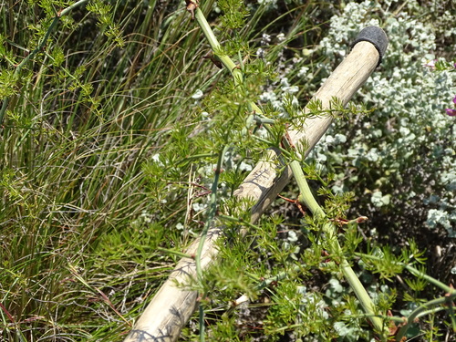Image of Asparagus multiflorus by (c) Shaun Swanepoel, some rights reserved (CC BY)