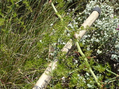 Asparagus multiflorus