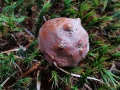 Andricus infectorius