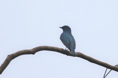 Cyanoptila cumatilis