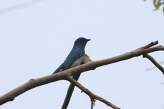 Cyanoptila cumatilis
