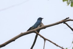 Cyanoptila cumatilis