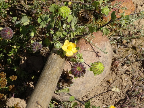 Abutilon sonneratianum (Abutilon sonneratianum)