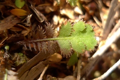 Leptinella squalida