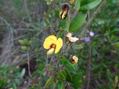 Bossiaea kiamensis