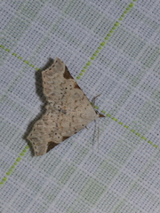 Prolophota trigonifera