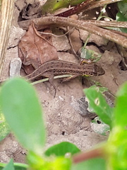 Lacerta agilis