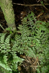 Asplenium hookerianum