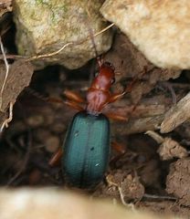 Brachinus crepitans