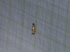 Promalactis lobatifera