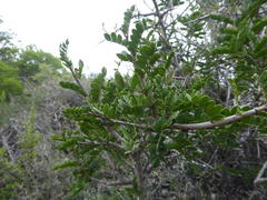 Schotia afra afra