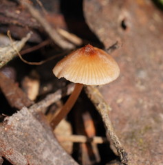 Entoloma aromaticum