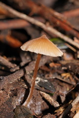 Entoloma aromaticum