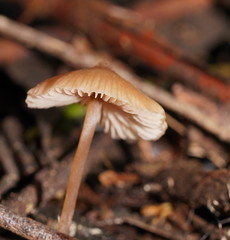 Entoloma aromaticum