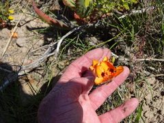 Tritonia deusta deusta