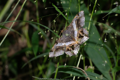 Chiasmia nora