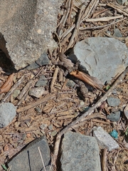 Tropidurus oreadicus