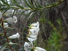 Epacris obtusifolia