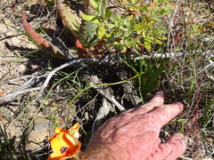 Tritonia deusta deusta