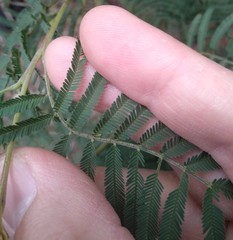 Acacia parvipinnula