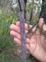 Acacia parvipinnula