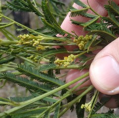 Acacia parvipinnula