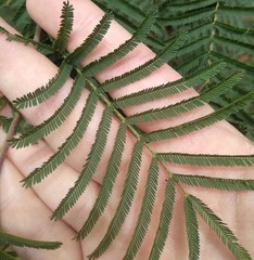 Acacia parvipinnula