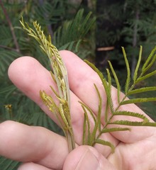 Acacia parvipinnula