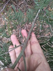 Acacia parvipinnula