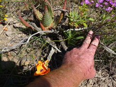 Tritonia deusta deusta