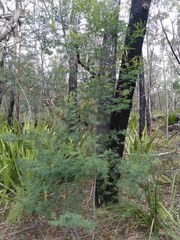 Acacia parvipinnula
