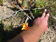 Tritonia deusta deusta