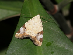 Pseudeustrotia semialba