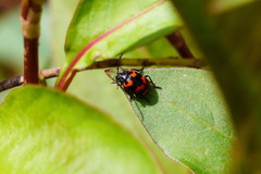 Gallerucida bifasciata