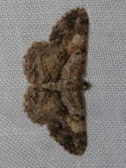 Psilalcis galsworthyi