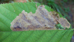 Cameraria betulivora