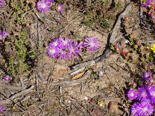 Image of Drosanthemum hispidum by (c) Shaun Swanepoel, some rights reserved (CC BY)