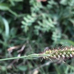 Leptocorisa chinensis