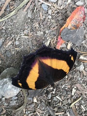 Yoma sabina podium