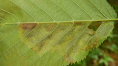 Cameraria betulivora