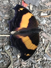 Yoma sabina podium