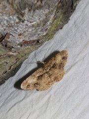 Psilalcis galsworthyi