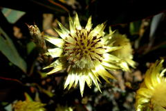 Syncarpha ferruginea